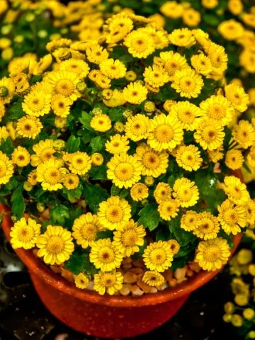 fall flowering asters