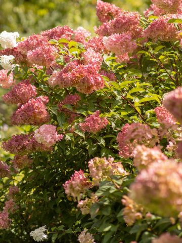 old hydrangea blooms in fall