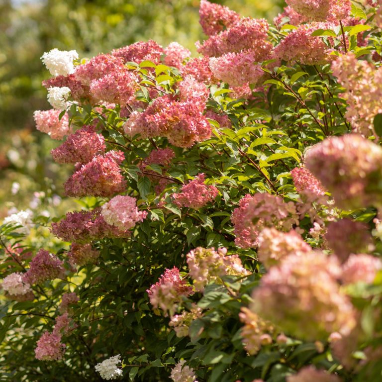 old hydrangea blooms in fall