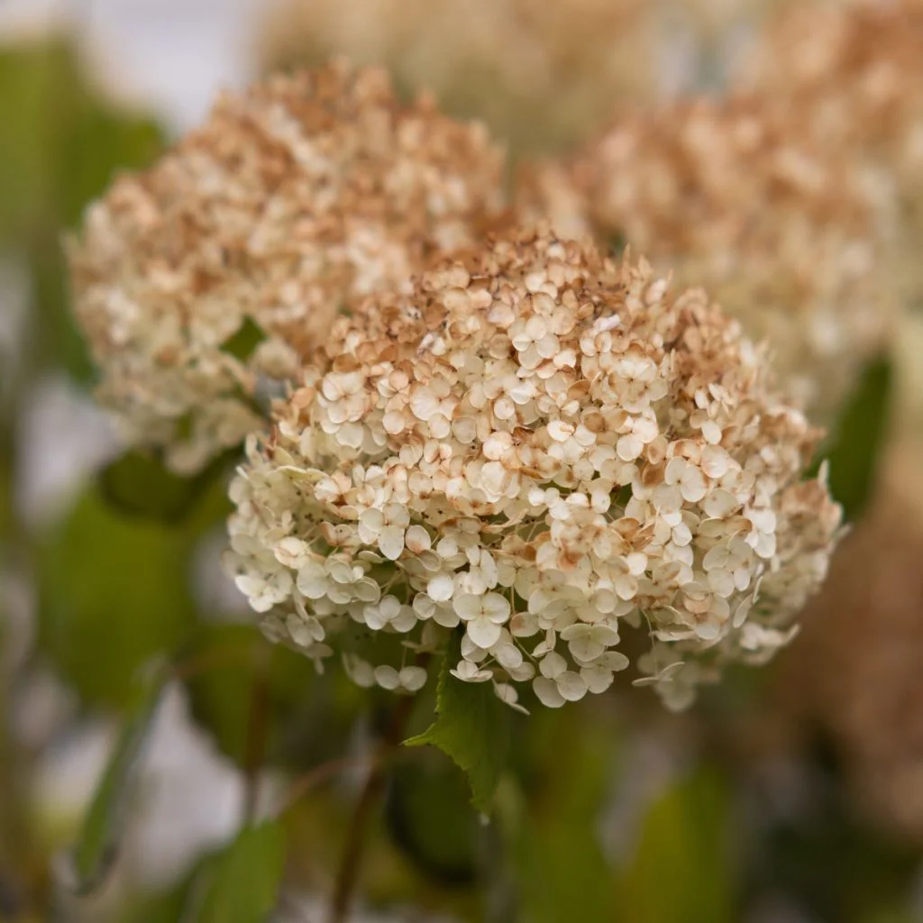 hydrangea blooms old - fall