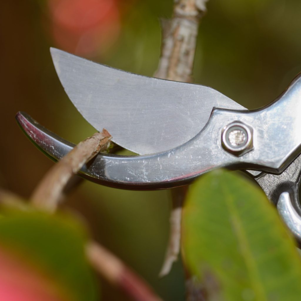 bushes to never prune in the fall