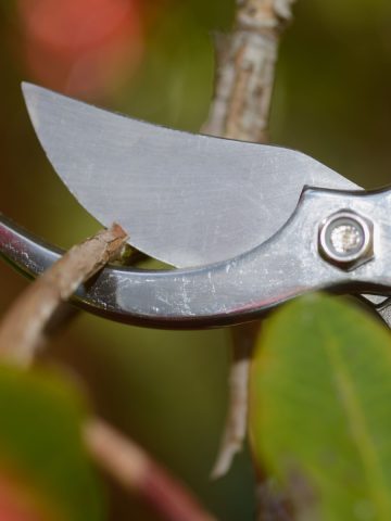 bushes to never prune in the fall