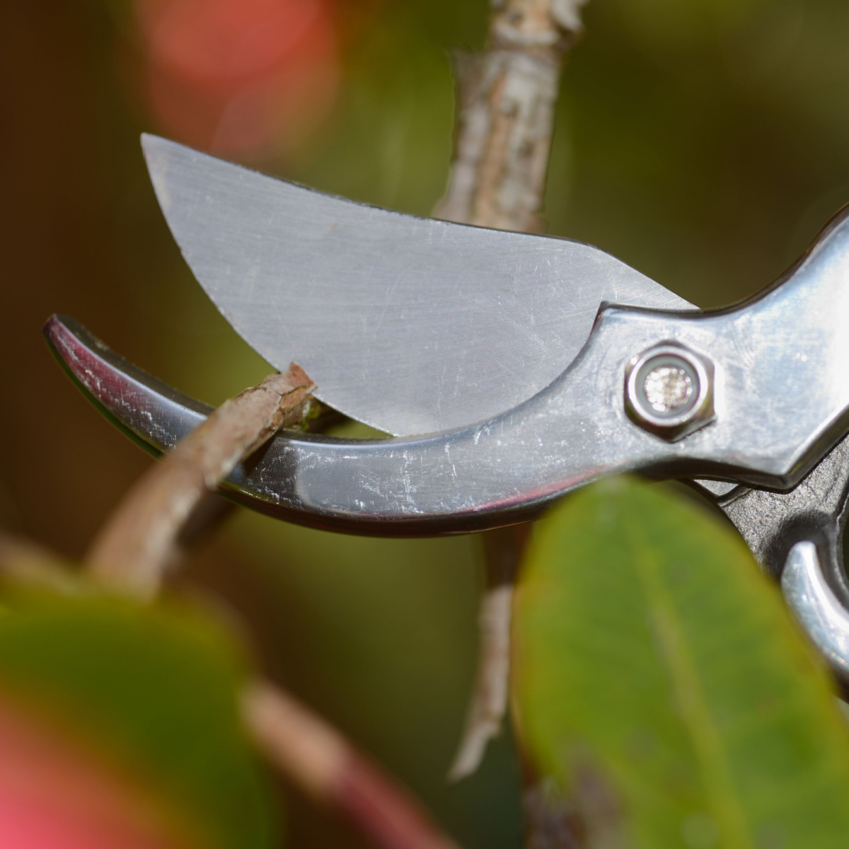 bushes to never prune in the fall