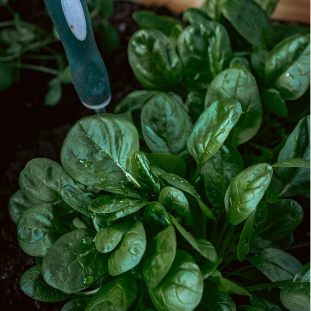 plant spinach and kale in late fall