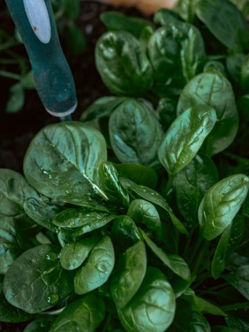 plant spinach and kale in late fall