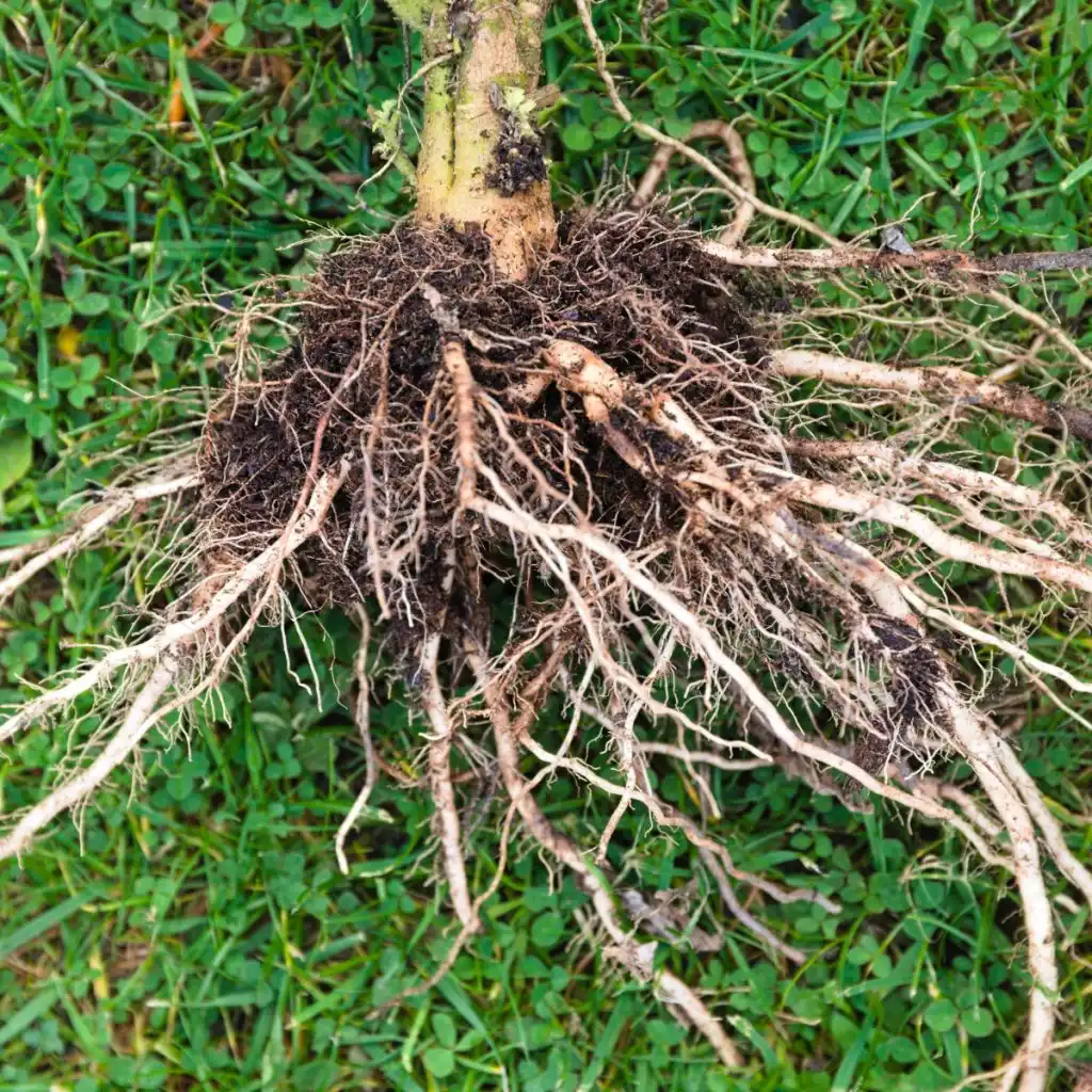 dying tomato plants