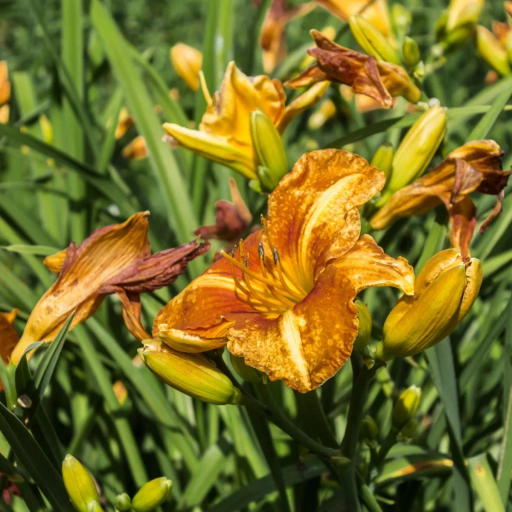 daylilies in the fall