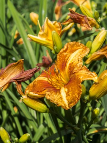 daylilies in the fall