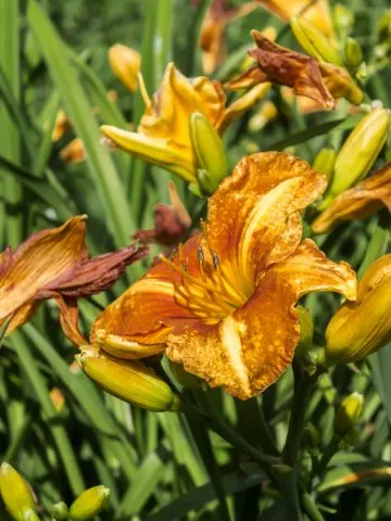 daylilies in the fall