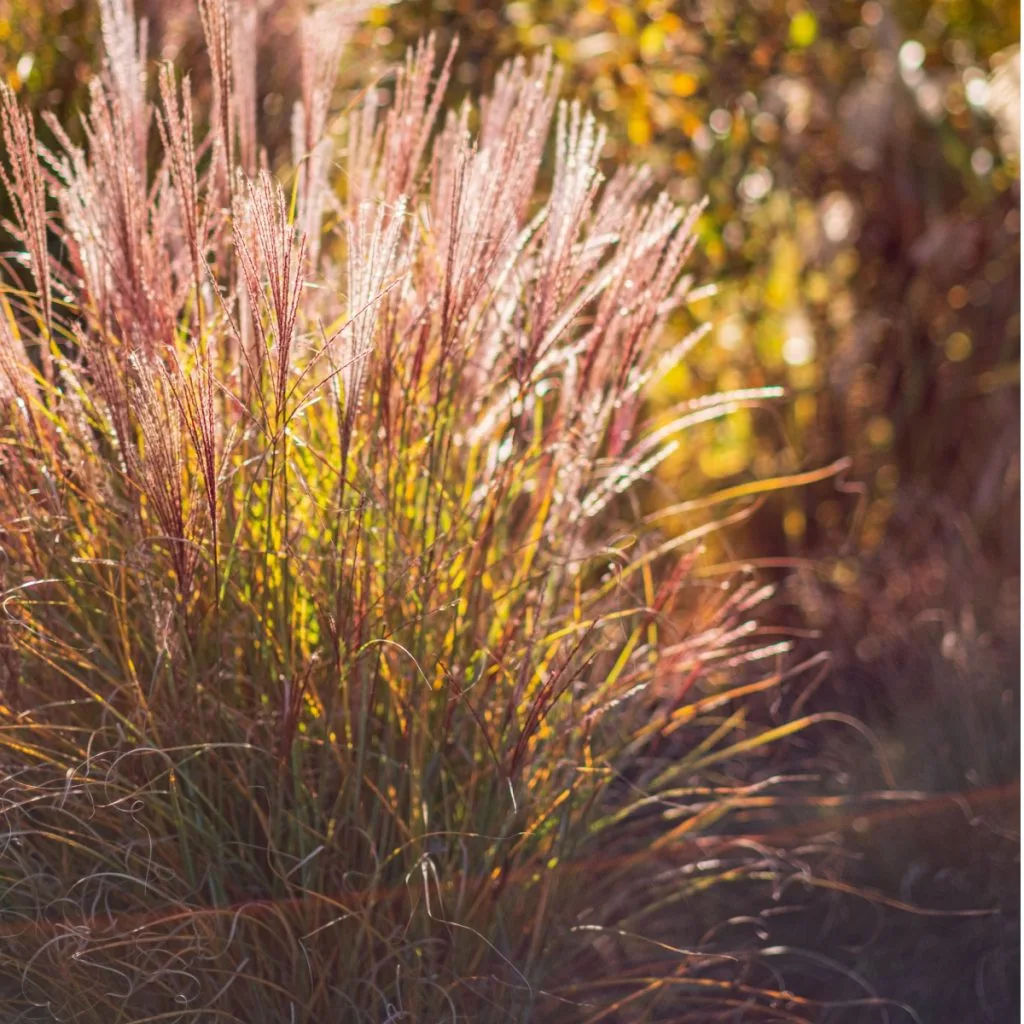 fall ornamental grass care