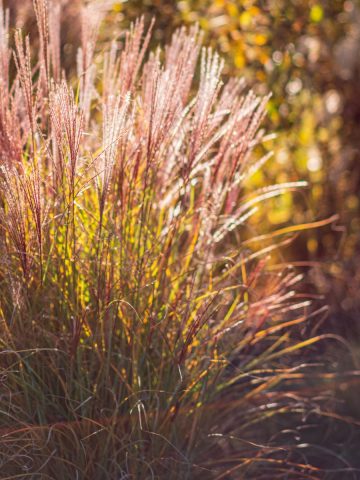 fall ornamental grass care