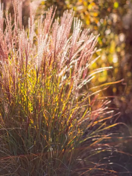 fall ornamental grass care