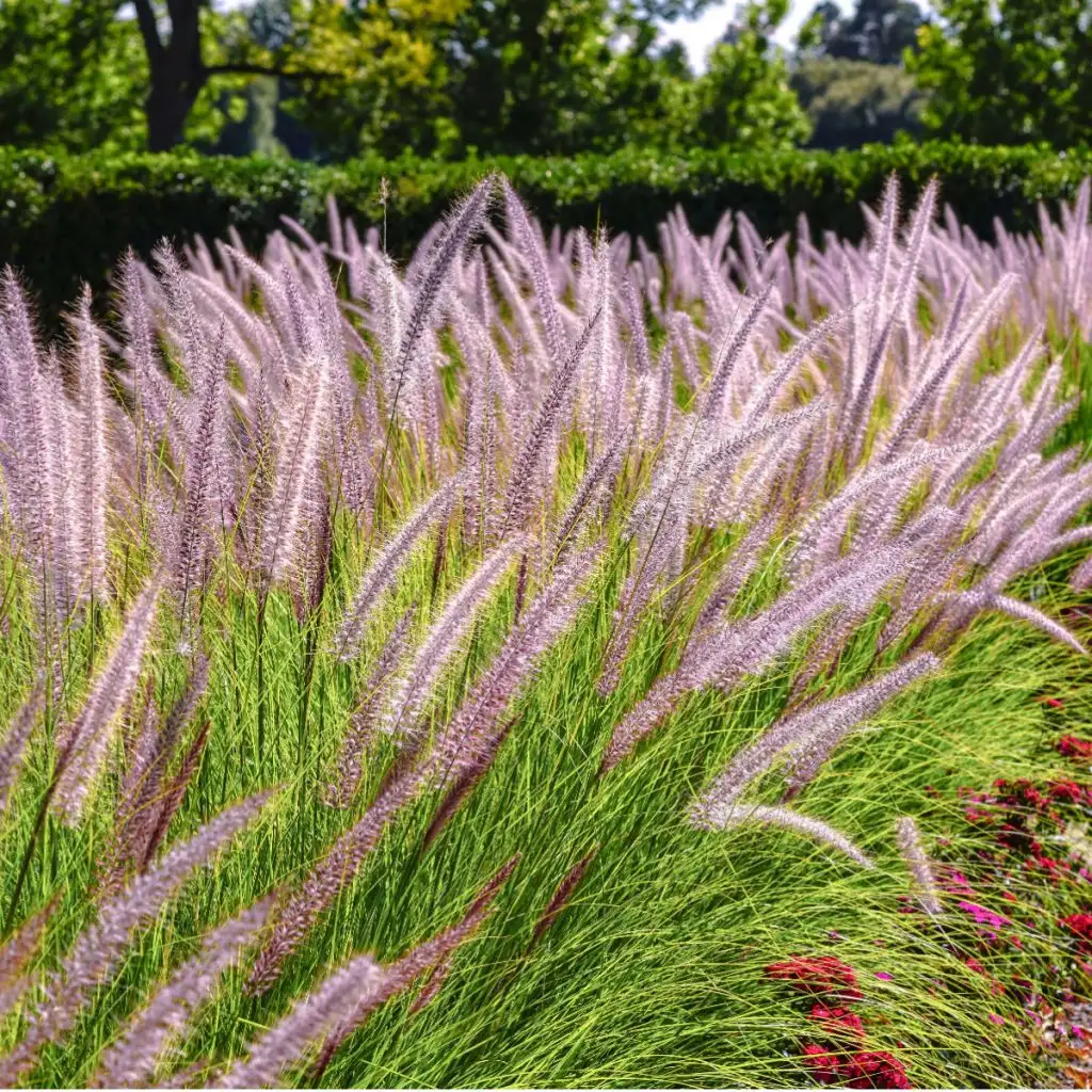 Cutting back ornamental grasses in the fall