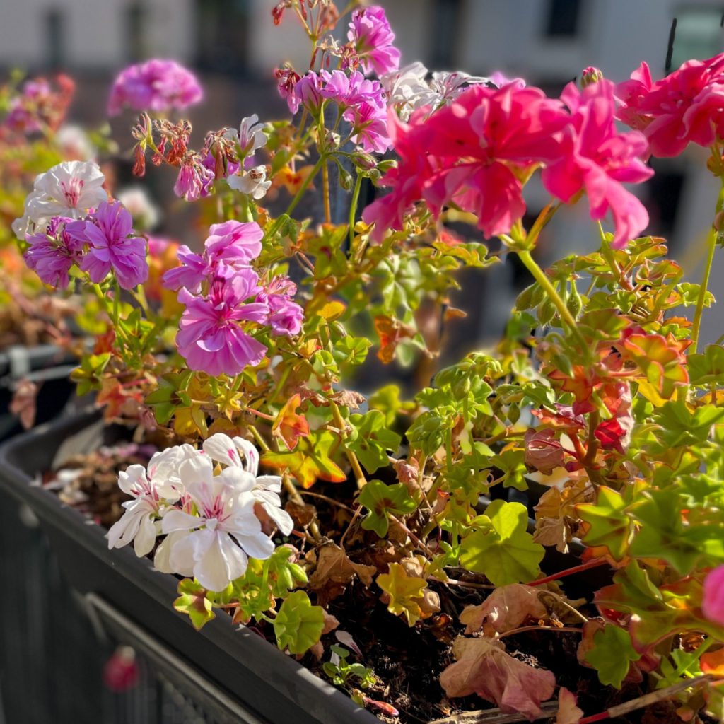 save geraniums