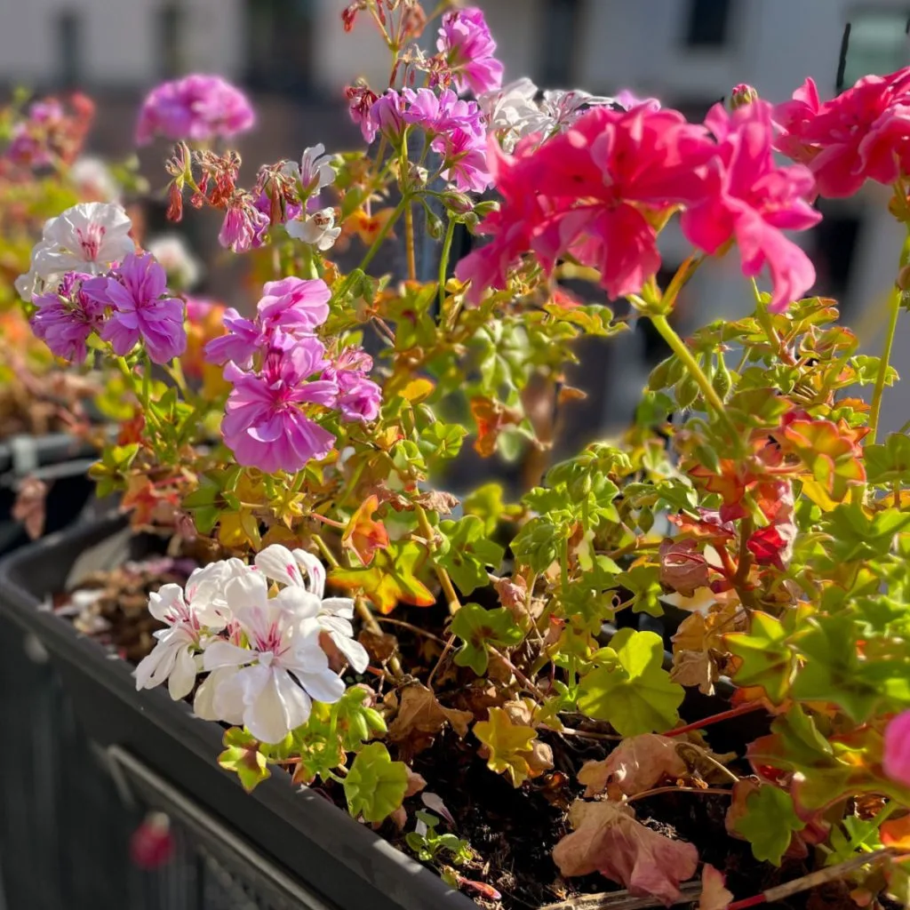 save geraniums