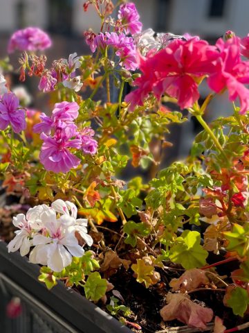 save geraniums