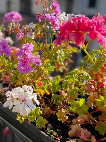 save geraniums