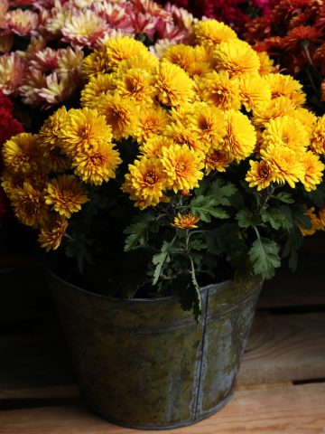 save potted mums in the fall