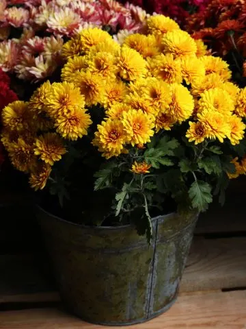 save potted mums in the fall