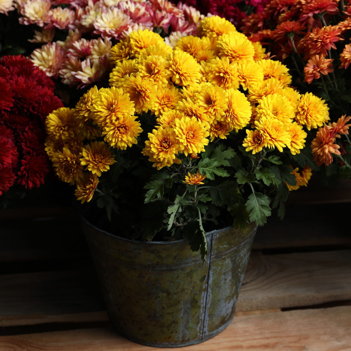 save potted mums in the fall