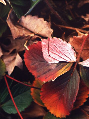 what to do with strawberry plants this fall