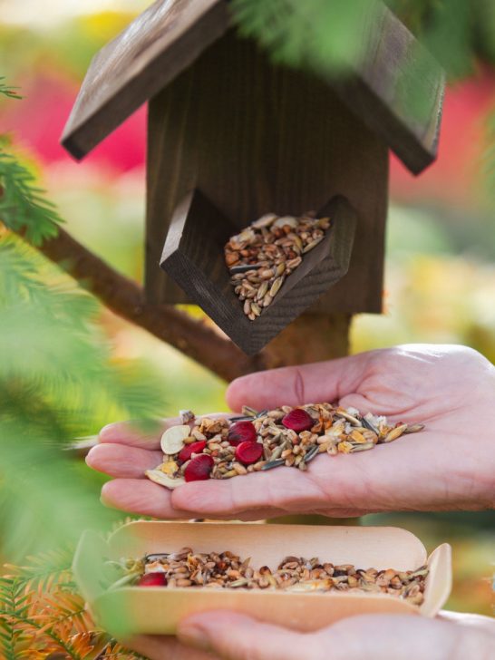 make your own bird feed