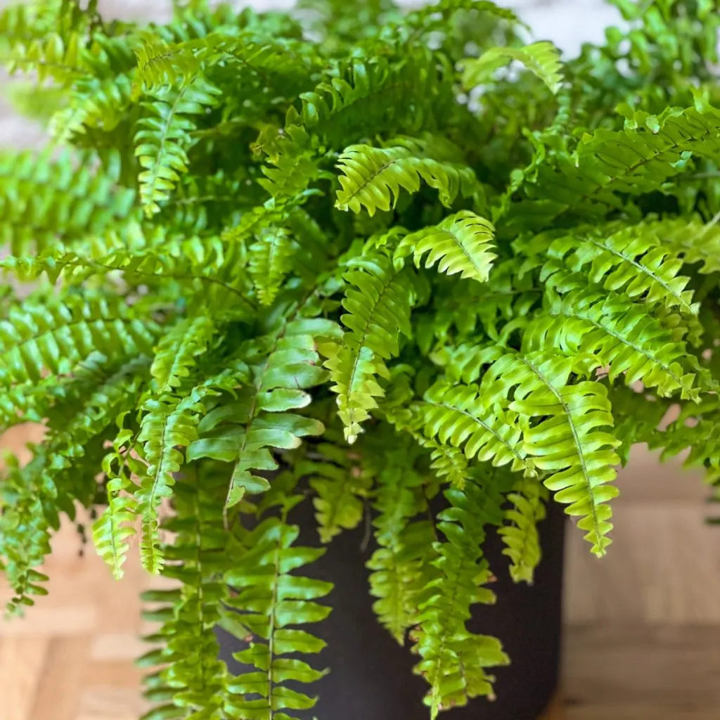 fern as a houseplant in the winter
