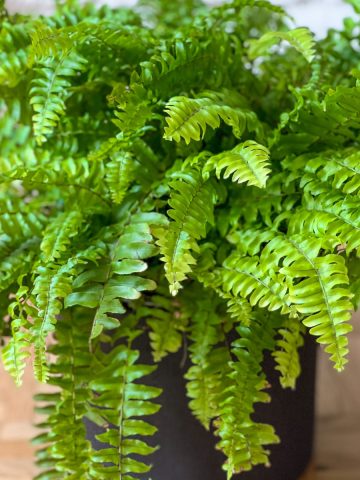 fern as a houseplant in the winter