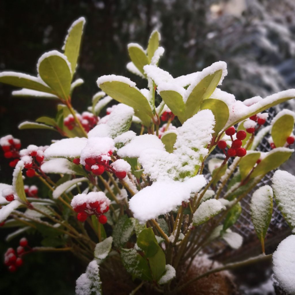 bring life to winter landscape