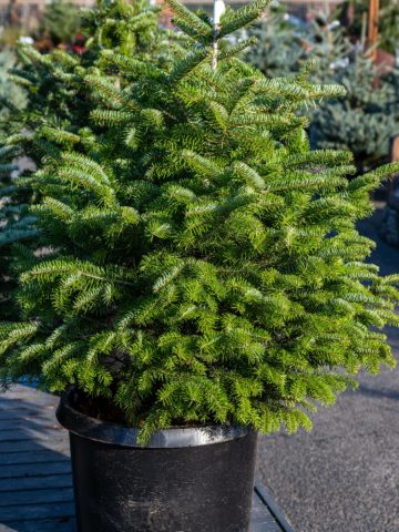 live Christmas tree care