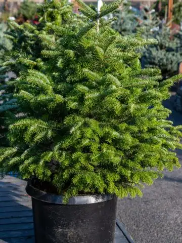 live Christmas tree care