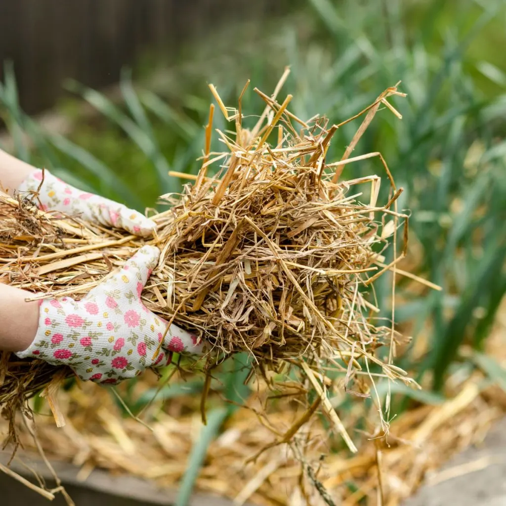 mulch garlic for winter
