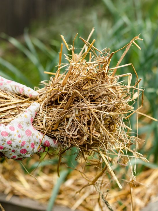 mulch garlic for winter