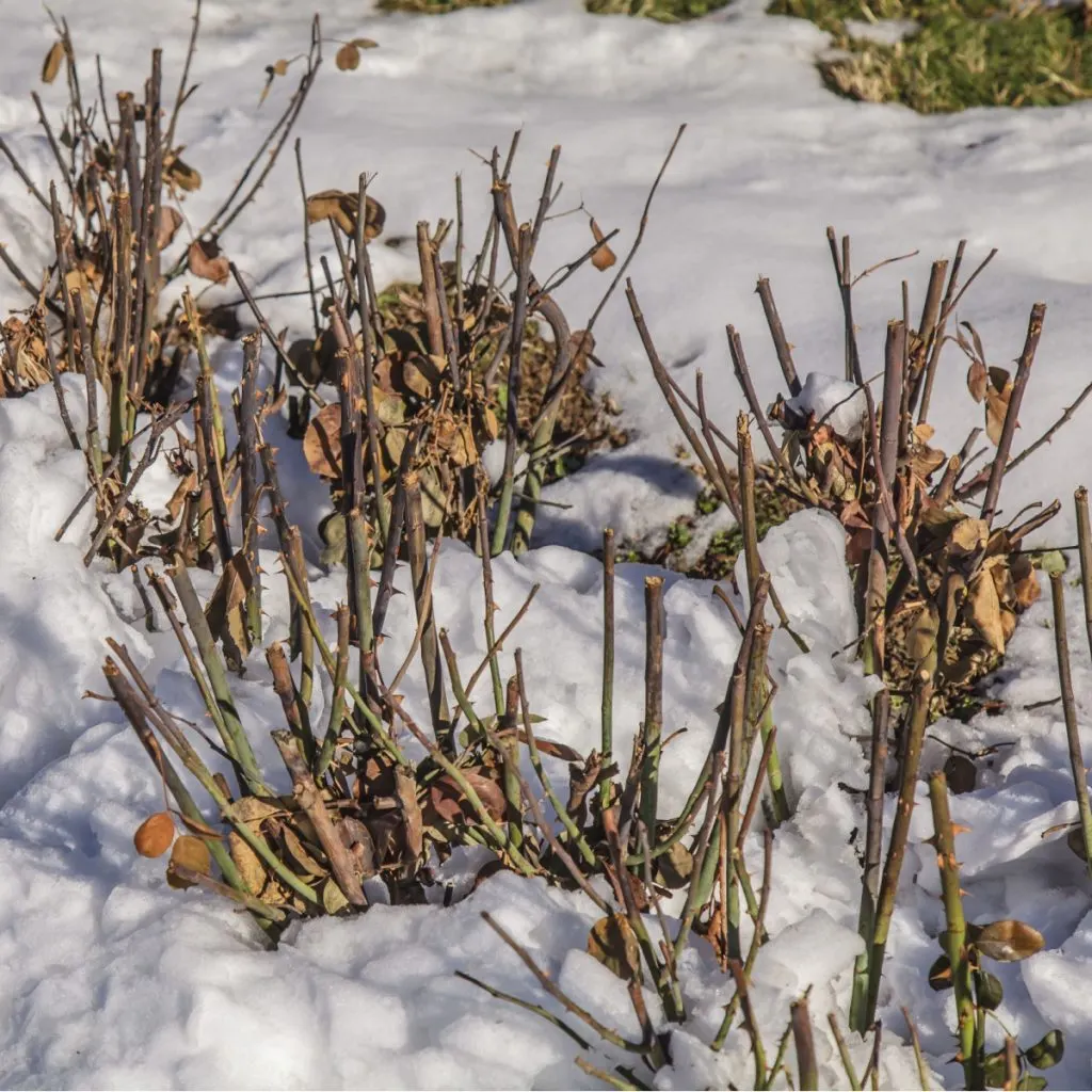 prepare protect roses winter