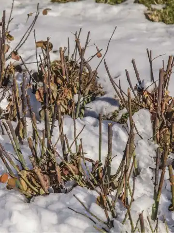 prepare protect roses winter