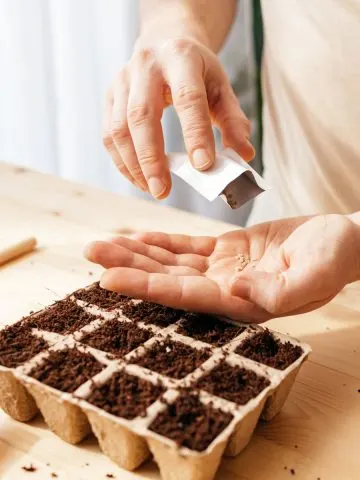 start vegetable seeds