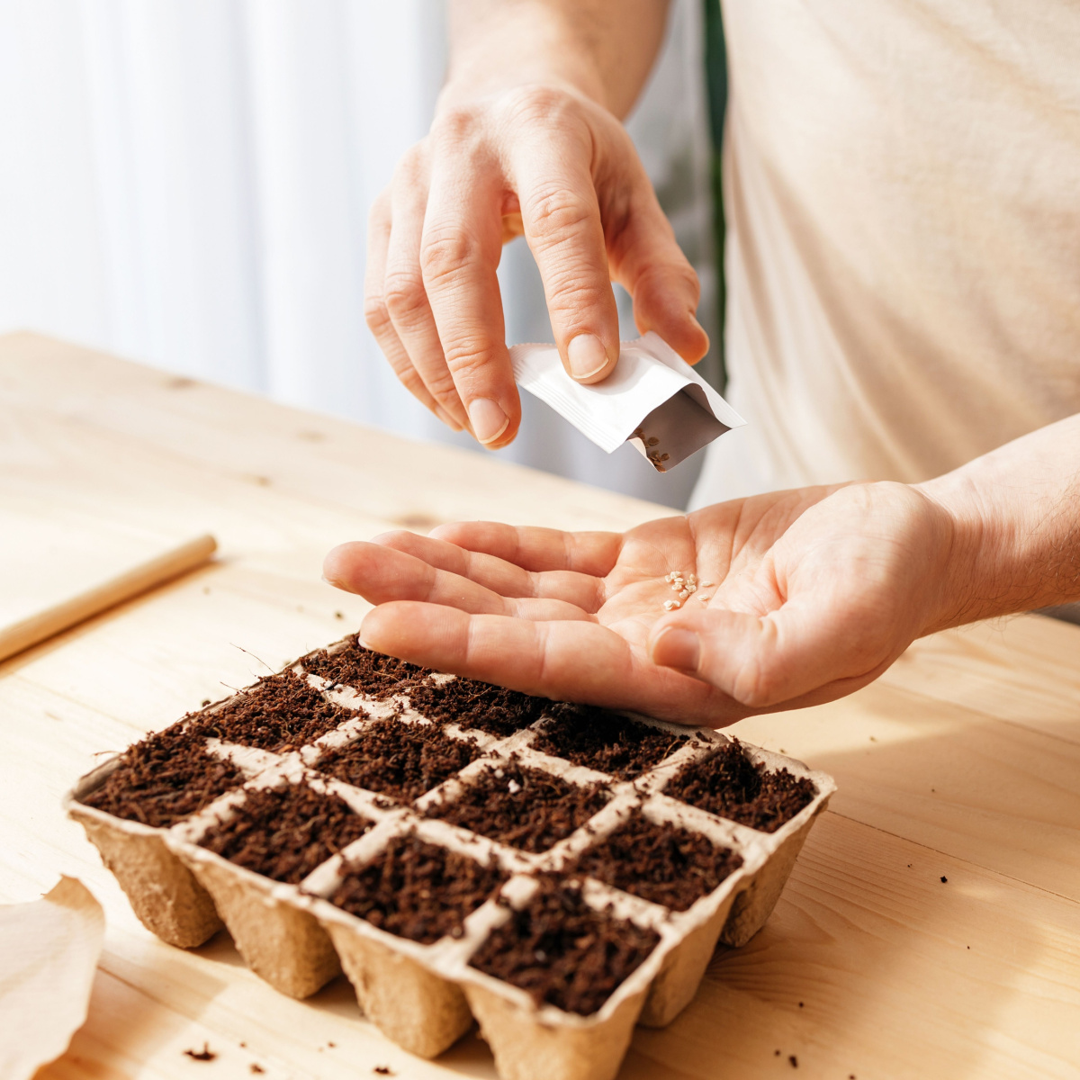 start vegetable seeds