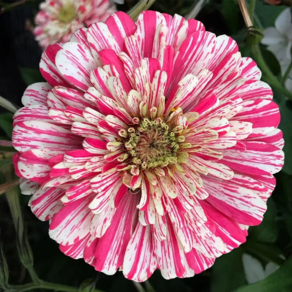 peppermint zinnias