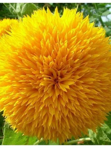 Teddy Bear Sunflowers