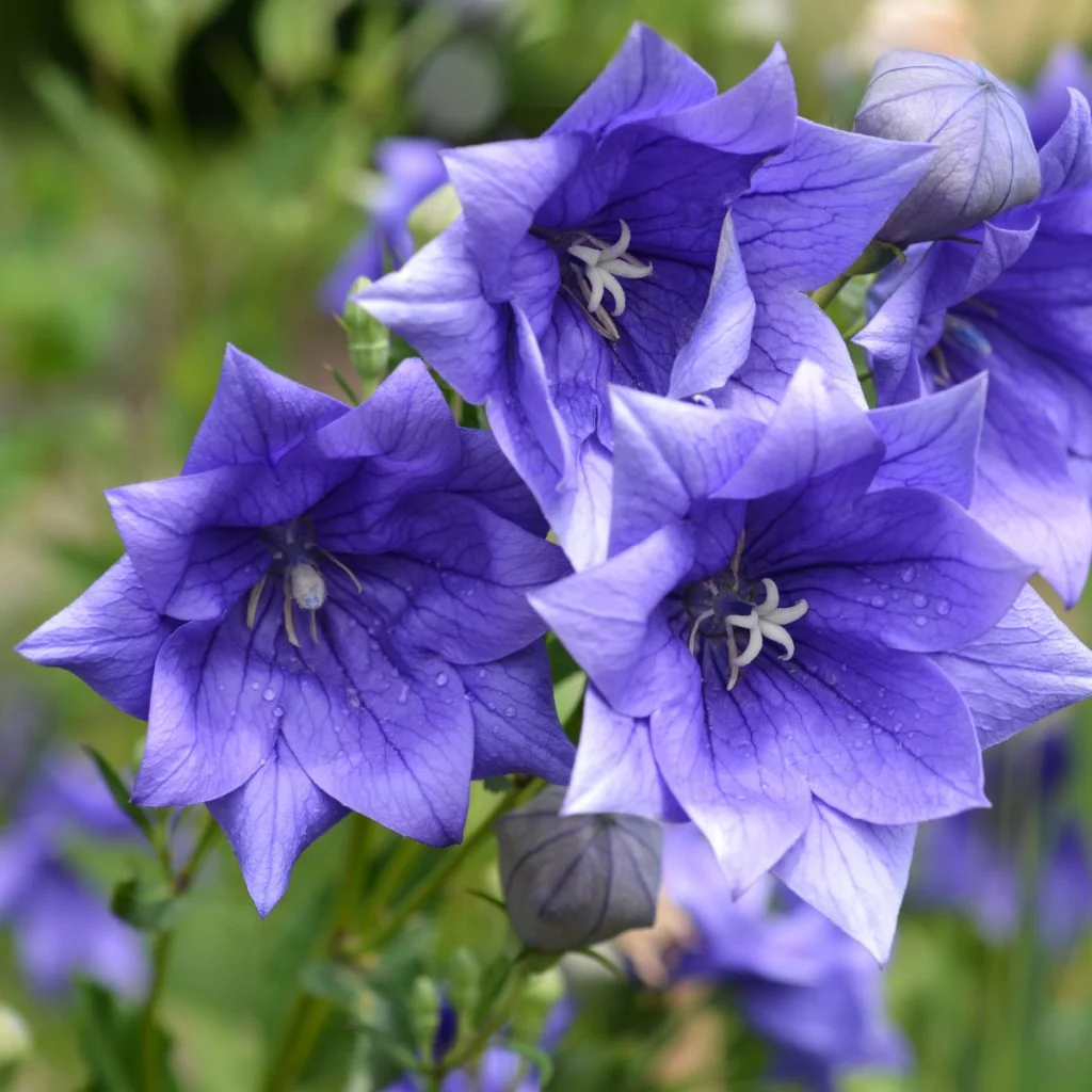 balloon flower