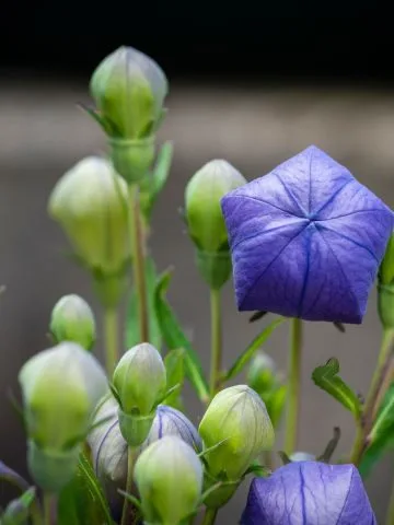 grow balloon flower bud