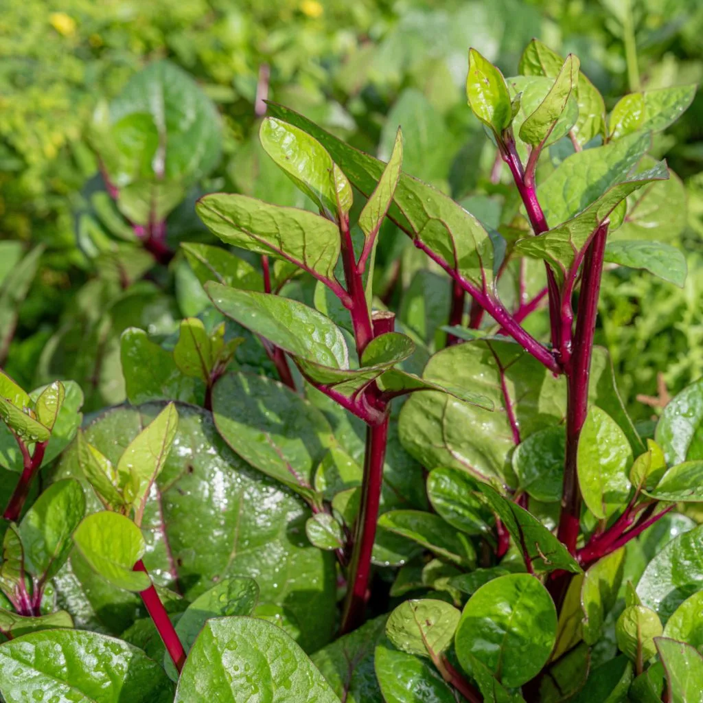 growing malabar spinach in a garden