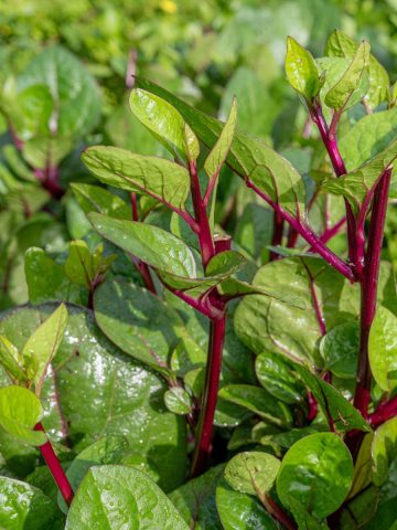 growing malabar spinach in a garden