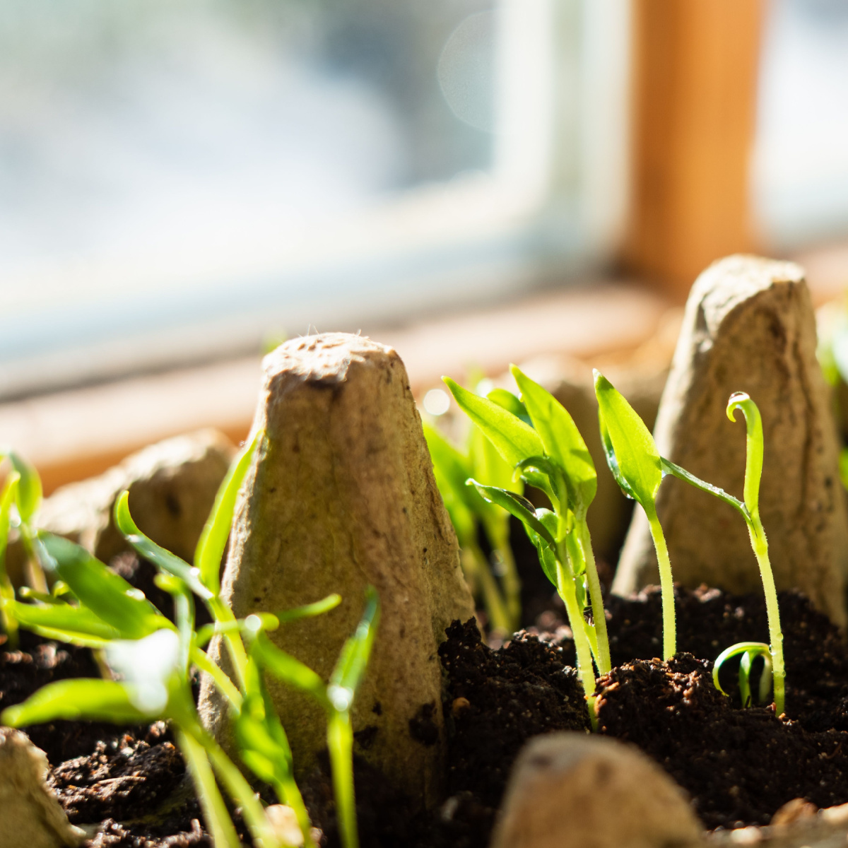 never start seeds in a window