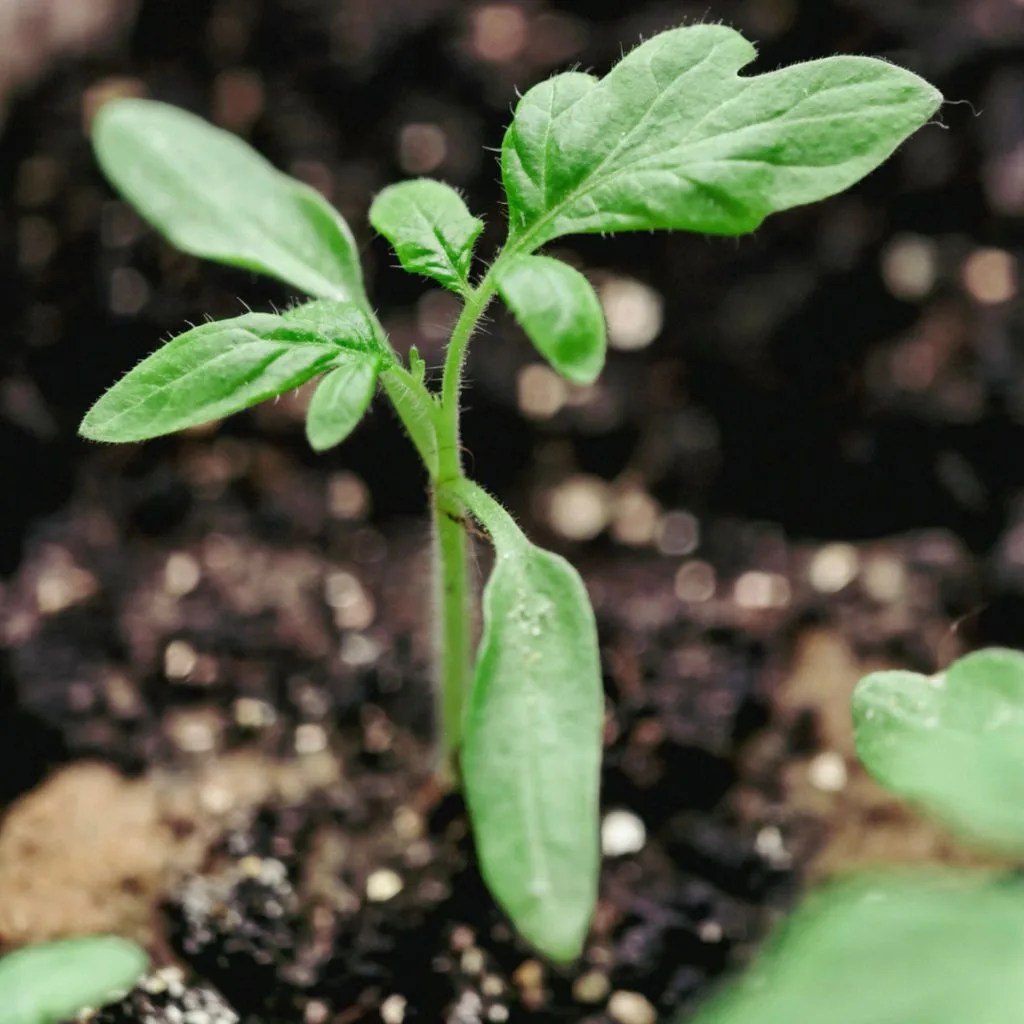 start tomato transplants indoors