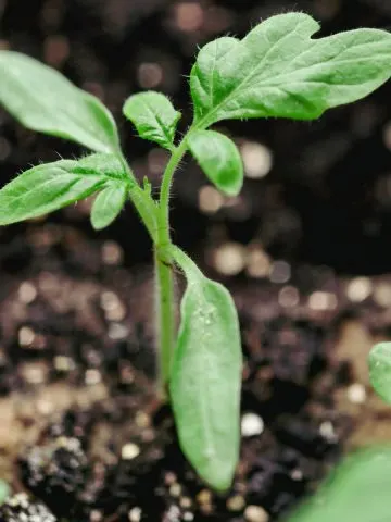 start tomato transplants indoors
