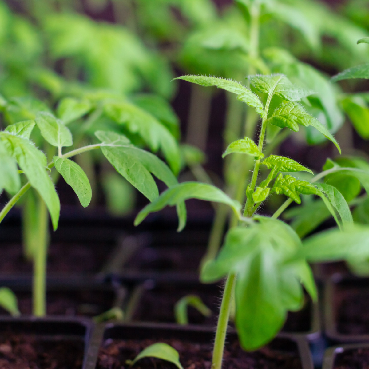 vegetable plants to grow indoors