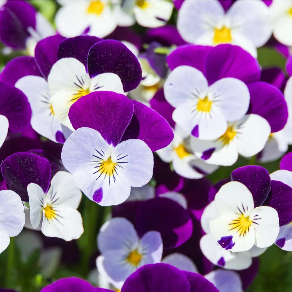 when and how to plant and grow pansies