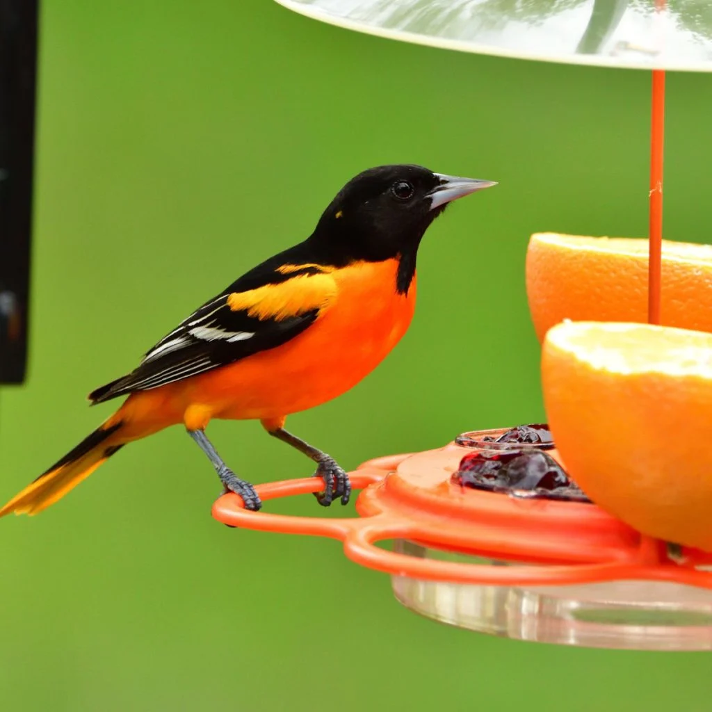 attract orioles in the spring