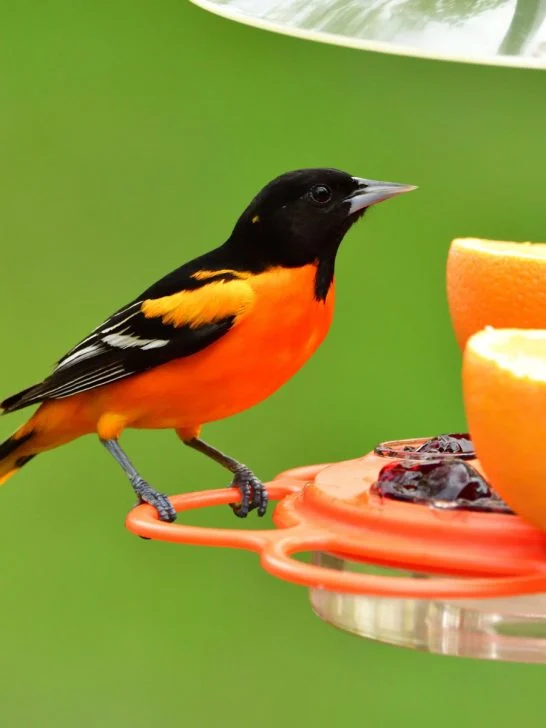 attract orioles in the spring